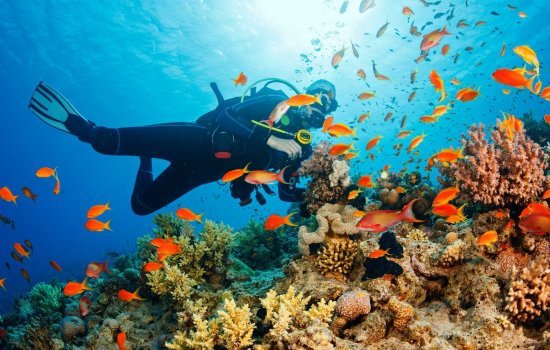 Scuba Diving Red Sea Oman