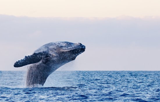 Humpback Whale USA