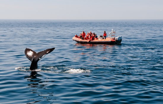 Whale Watching Quebec