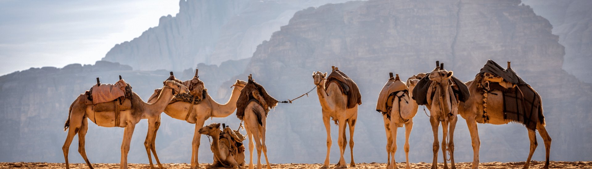 Family-Jordan-Camels
