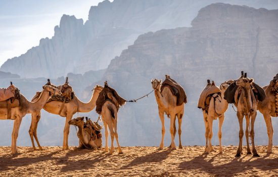 Family-Jordan-Camels